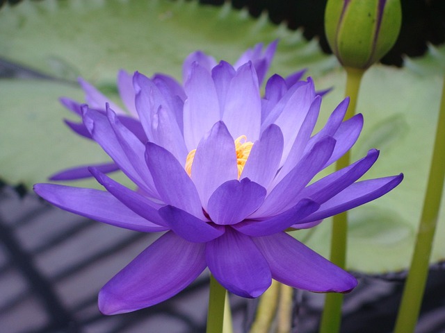 blue lotus